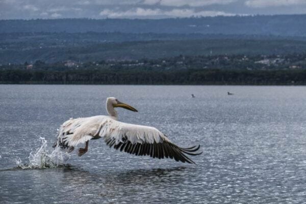 A great white pelican at Lake Nakuru